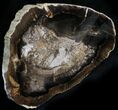 Petrified Wood Slab - McDermitt, Oregon #24226-1
